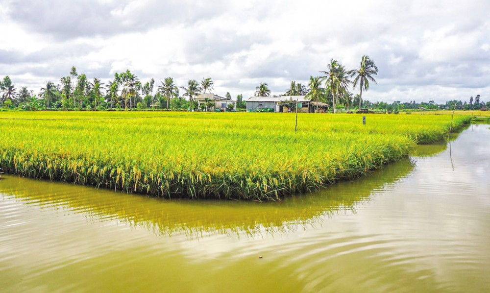 Xây dựng mô hình lúa thơm - Tôm sạch tại vùng đồng bằng sông Cửu Long